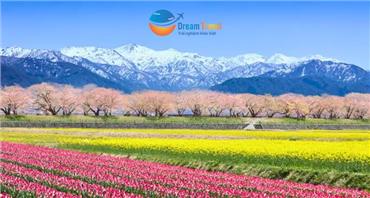 Tour Nhật Bản Thiết Kế Đặc Biệt 2026: Bộ Tứ Mùa Xuân